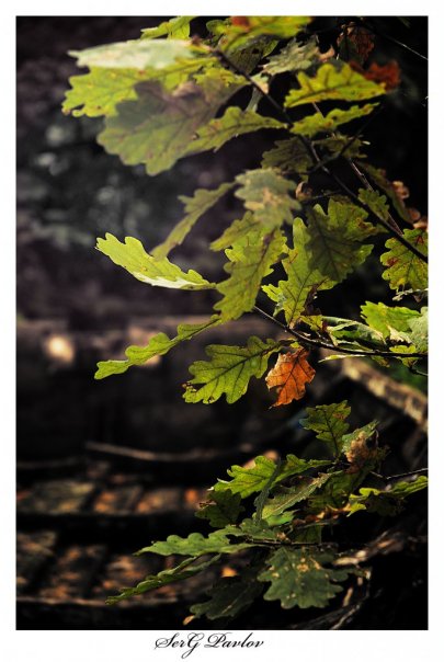 Фото жизнь (light) - Dif_18 - корневой каталог - на фоне старой лодки