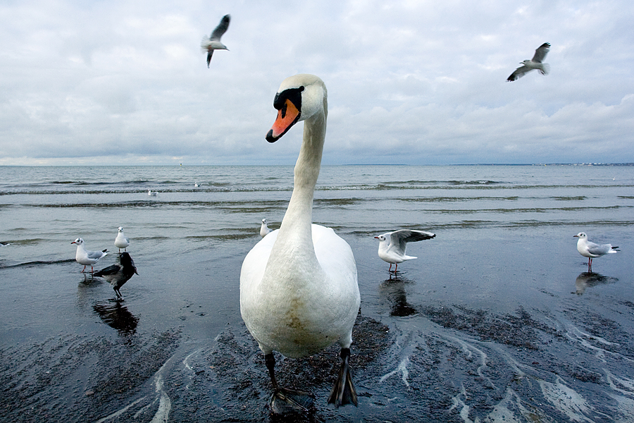 Фото жизнь - О - Животные - На побережье Таллина
