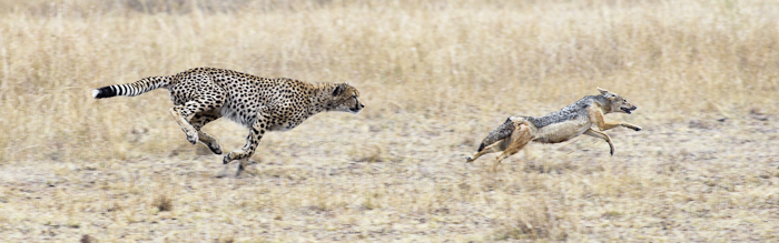 Фото жизнь - wito - Cheetah - О том, как гепарды не любят шакалов...