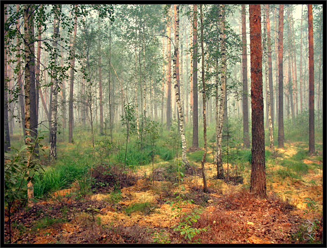Фото жизнь - natalik - корневой каталог - Краски леса