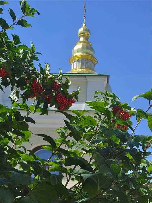 Калина красная