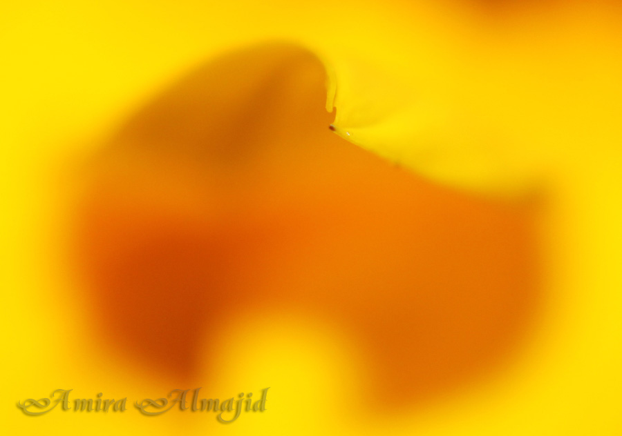 Фото жизнь (light) - Amira Khaleeji - корневой каталог - лепесток подсолнуха макро 
