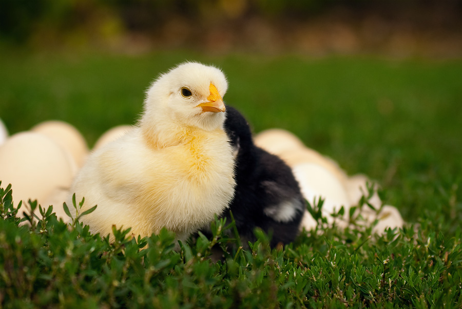 Фото жизнь (light) - TheLawyer - Котография. И прочая живность. - Гордая птица