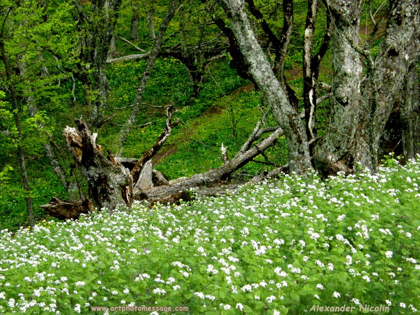 Фото жизнь (light) - Alexander Nicolin, Александр Николин - корневой каталог - Весна в лесу, в белом.