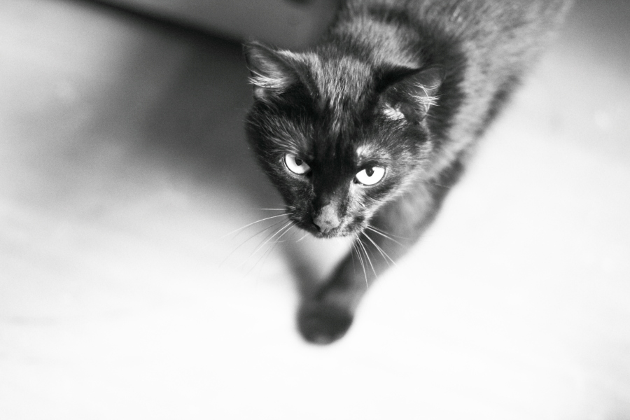 Фото жизнь (light) - GEKA - Черно-белое - The Black Cat