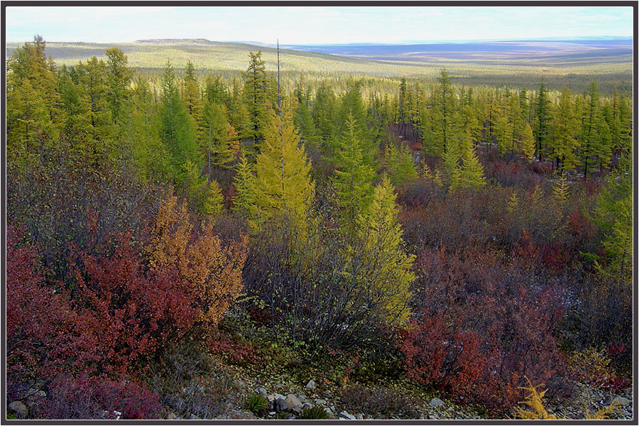 Фото жизнь (light) - Виктор Солодухин - Осенние краски тайги - Осень в Приполярье
