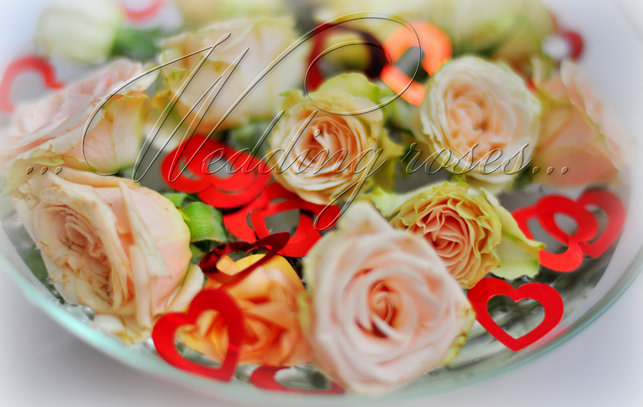 Фото жизнь (light) - Svetlana_Raubo - корневой каталог - Свадебные розы