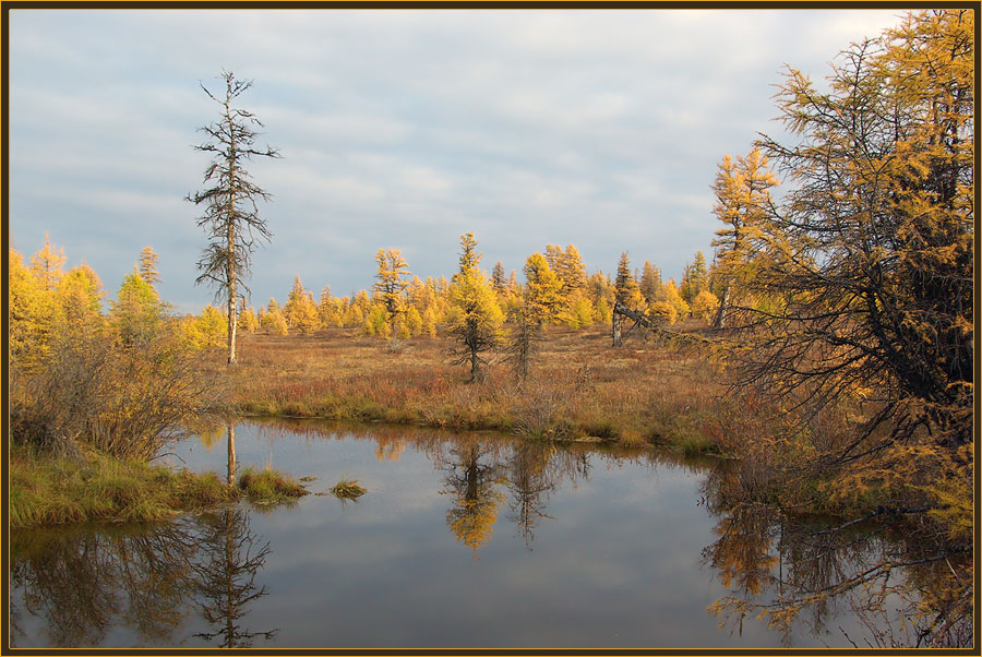 Фото жизнь (light) - Виктор Солодухин - Осенние краски тайги - Северная осень