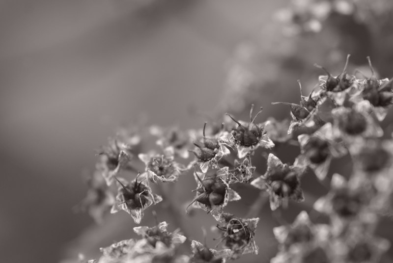 Фото жизнь (light) - Lilibeth - Шёпот. - ***