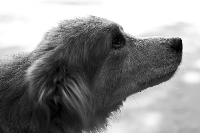 Фото жизнь (light) - frida - корневой каталог - а я ведь все равно люблю тебя, хозяин...