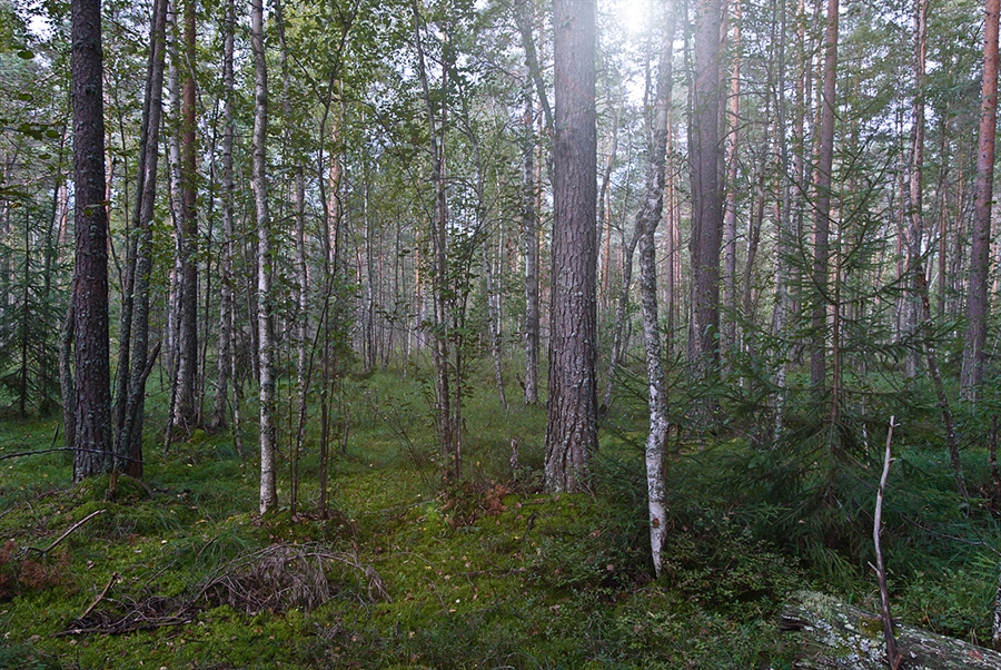 Фото жизнь