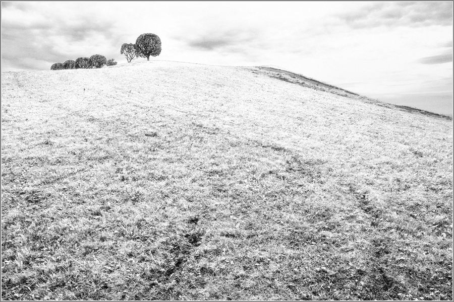 Фото жизнь (light) - Владимир Пальчик - Петергоф - И на холме растут деревья...