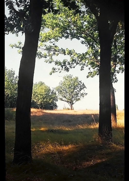 Trees