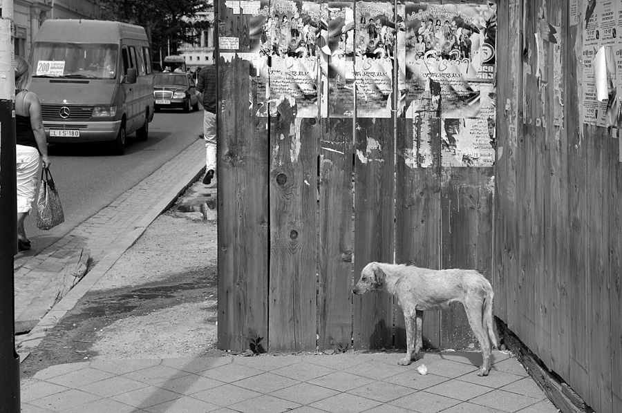Фото жизнь (light) - Gela Ghatchava - Street Photography - dog