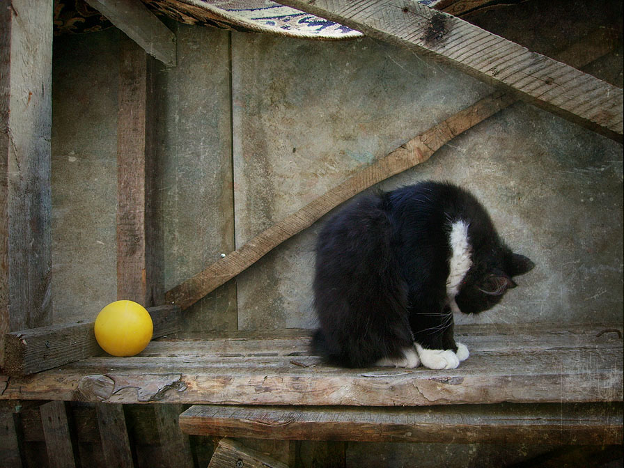 Фото жизнь (light) - Таня Павелко - корневой каталог - Шарики