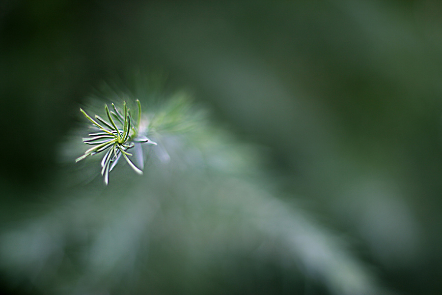 Фото жизнь (light) - natia apkhaidze - Plants & Flowers - conifers