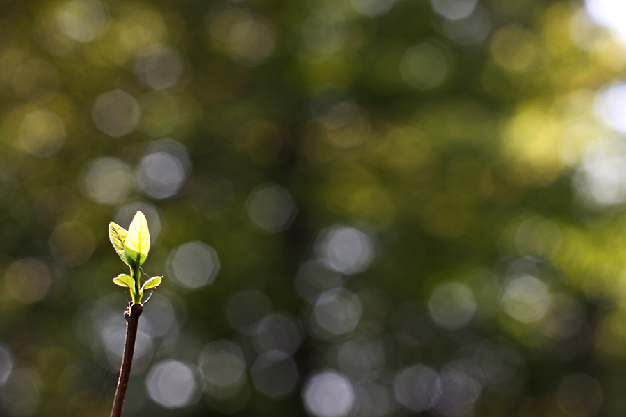Фото жизнь (light) - natia apkhaidze - Plants & Flowers - bud