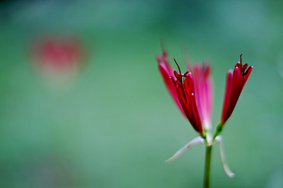 Фото жизнь (light) - natia apkhaidze - Plants & Flowers - red