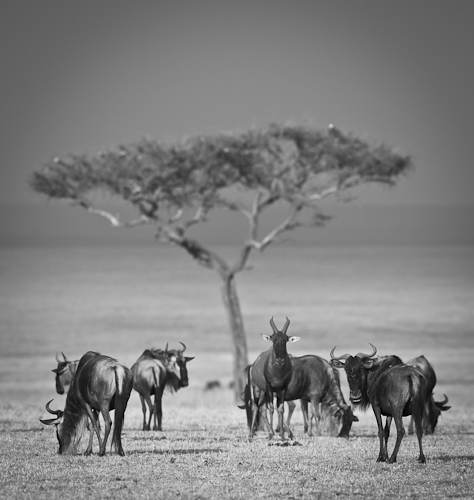 Фото жизнь (light) - wito - Big migration - Africa