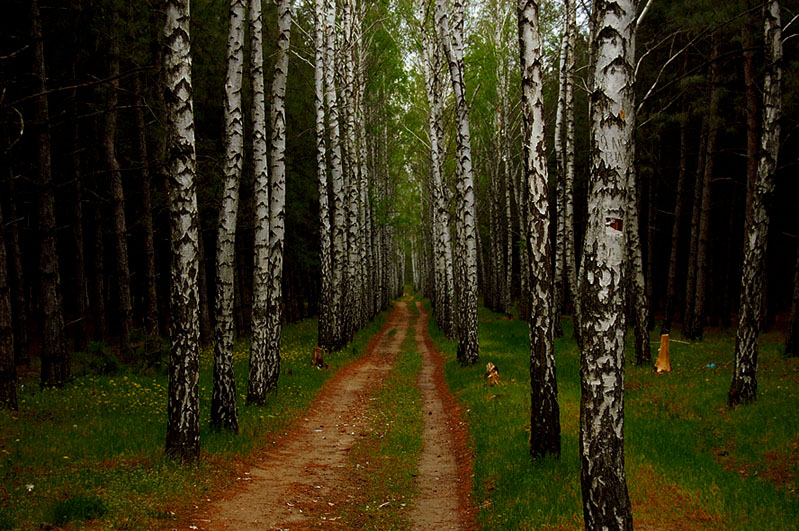 Фото жизнь (light) - Марина Началова - слово о природе...  - из леса наступающая тьма...