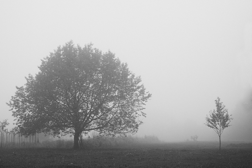 Фото жизнь (light) - CKira - корневой каталог - 2