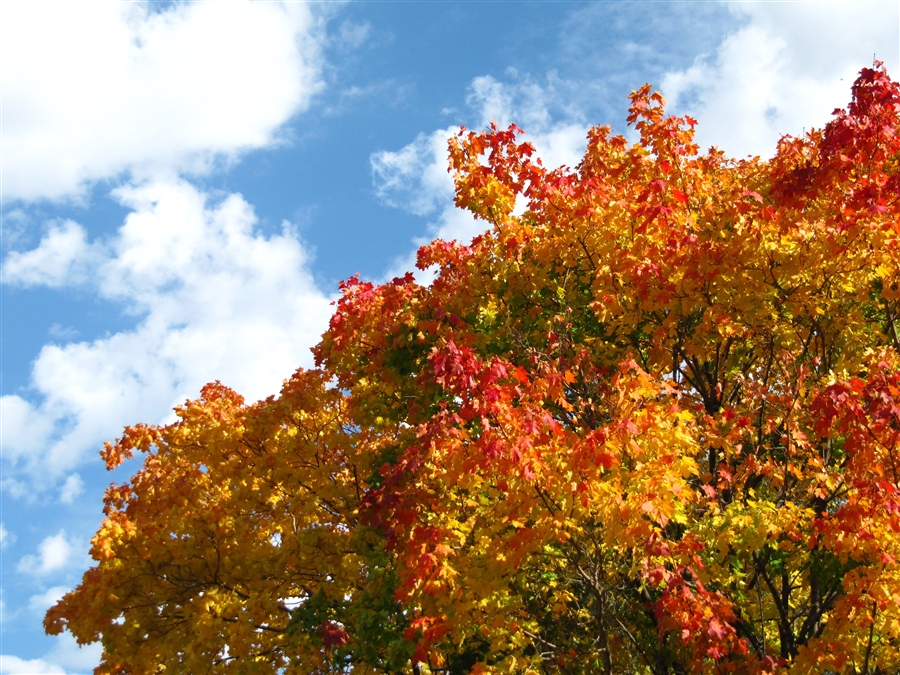 Краски осени