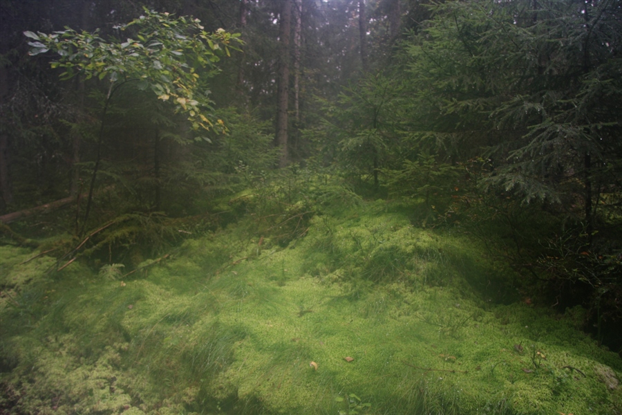 Underwaterwood
