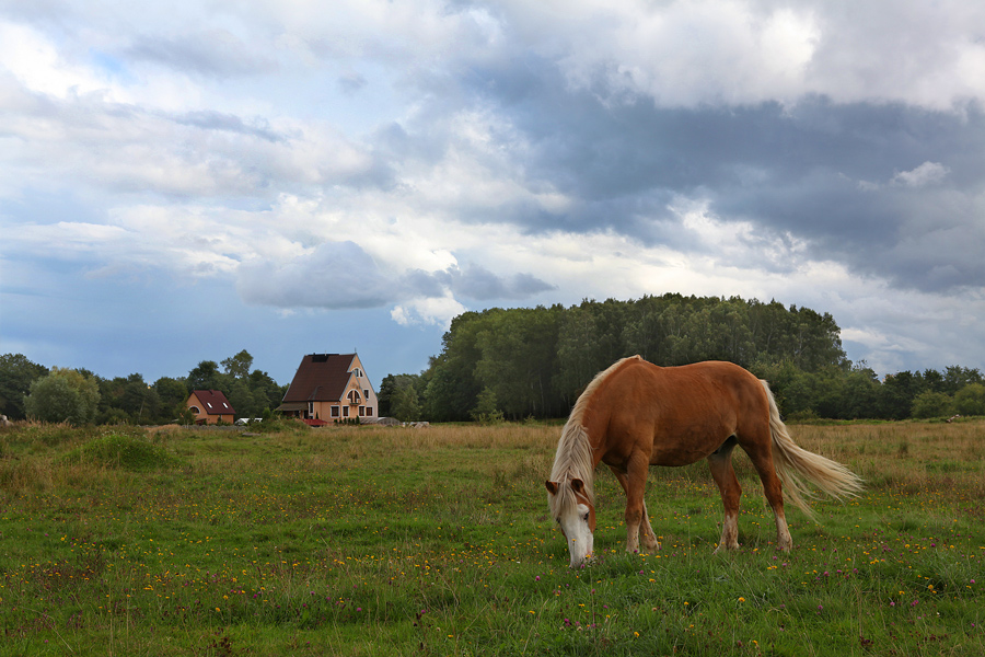 Фото жизнь - Андрей Круглов  - корневой каталог - Выйду в полдень в поле с конём..