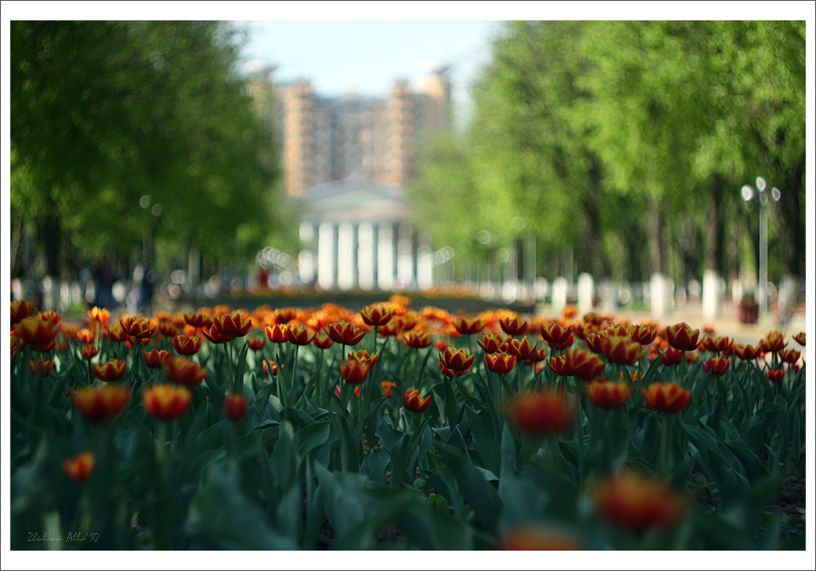 Фото жизнь (light) - Sova - корневой каталог - Городские цветы