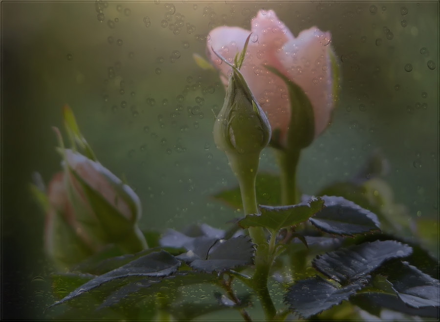 Фото жизнь (light) - Angela Wojtowska  - Цветы - роза для малышки...