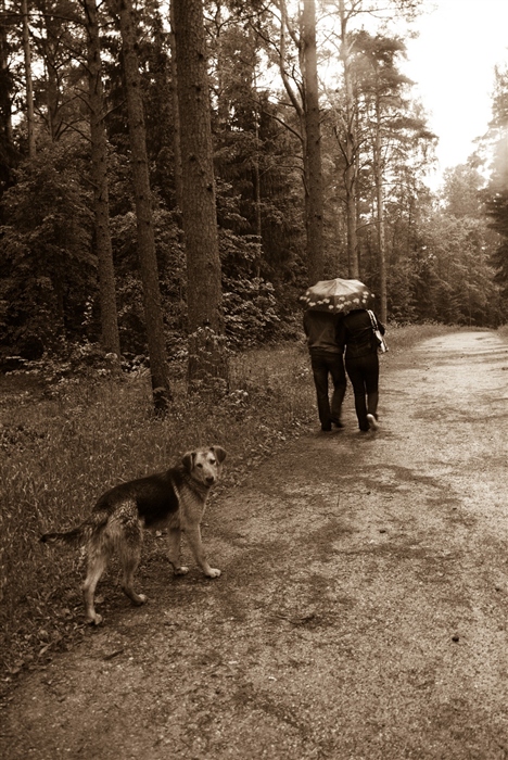 История  в  дождь.....