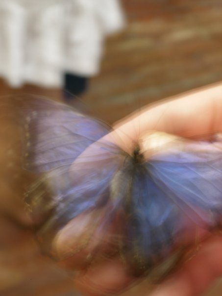 Фото жизнь - London7 - корневой каталог - бабочка