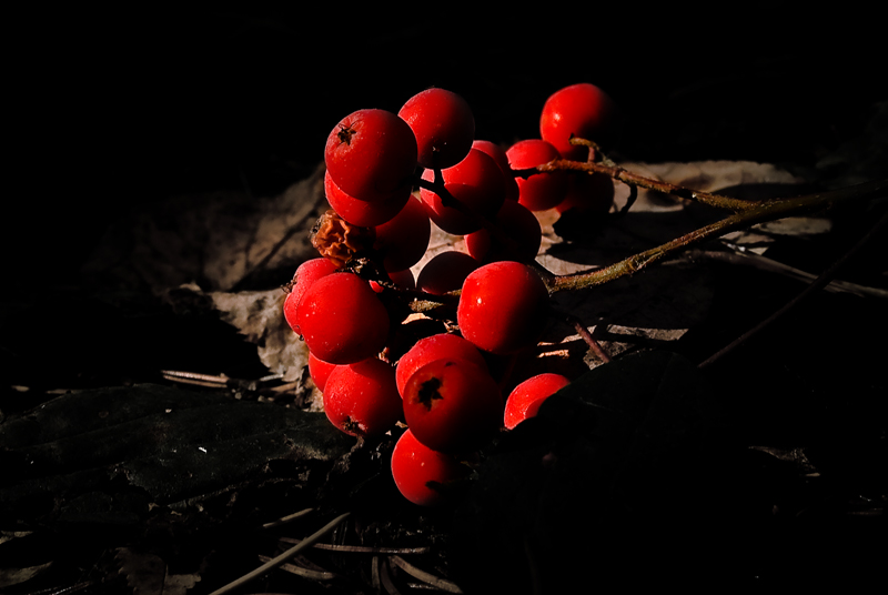 Фото жизнь (light) - Rezenow - корневой каталог - Осенние рубины