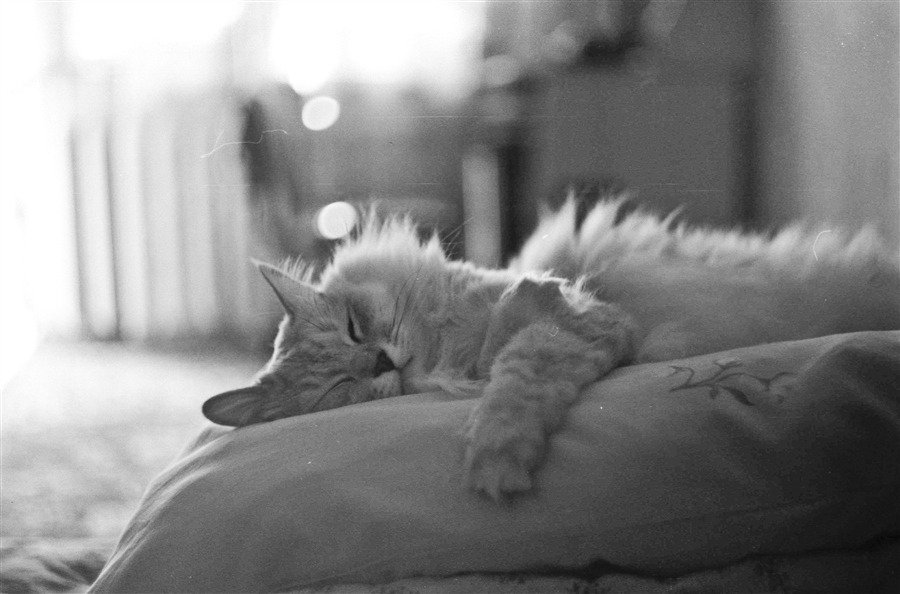 Сладкий сон