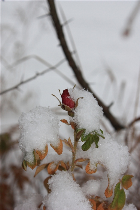 роза под снегом