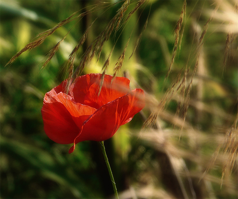 Фото жизнь (light) - mystera - Цветочные Blumen. - ***