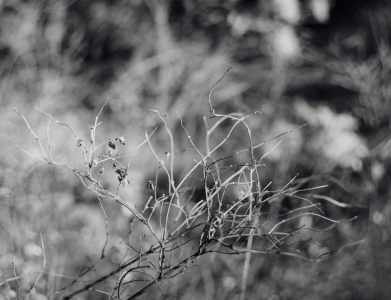 Фото жизнь - SchizoiD - Nature - abstract bush
