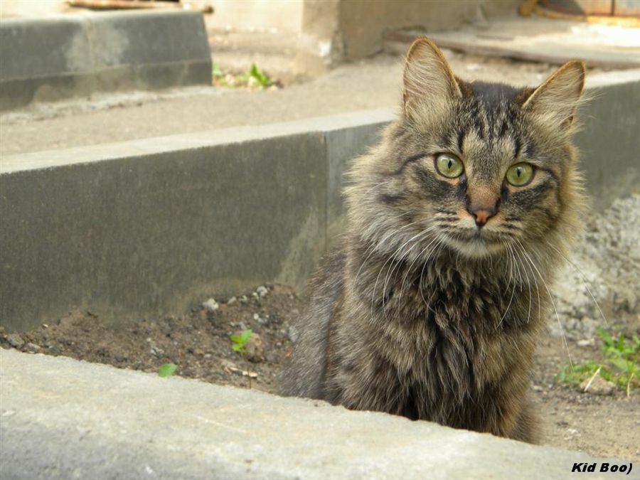 котэ)