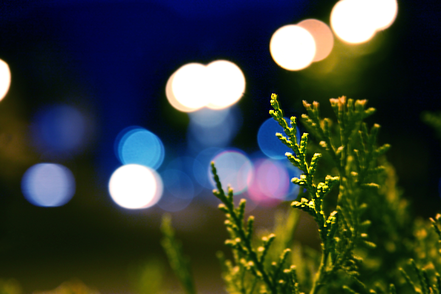Фото жизнь (light) - natia apkhaidze - Plants & Flowers - flickers