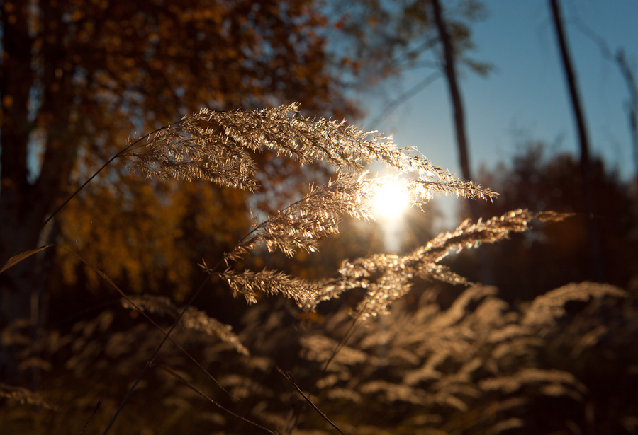 Фото жизнь (light) - Alex_m - Пейзаж - Осеннее