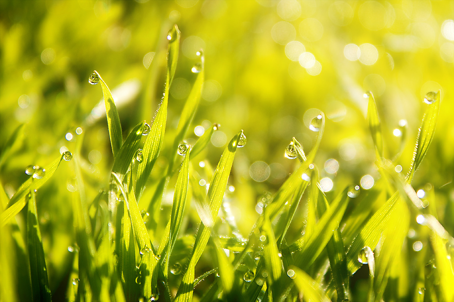 Фото жизнь (light) - mcluckway - Мир растений - Доброе утро!