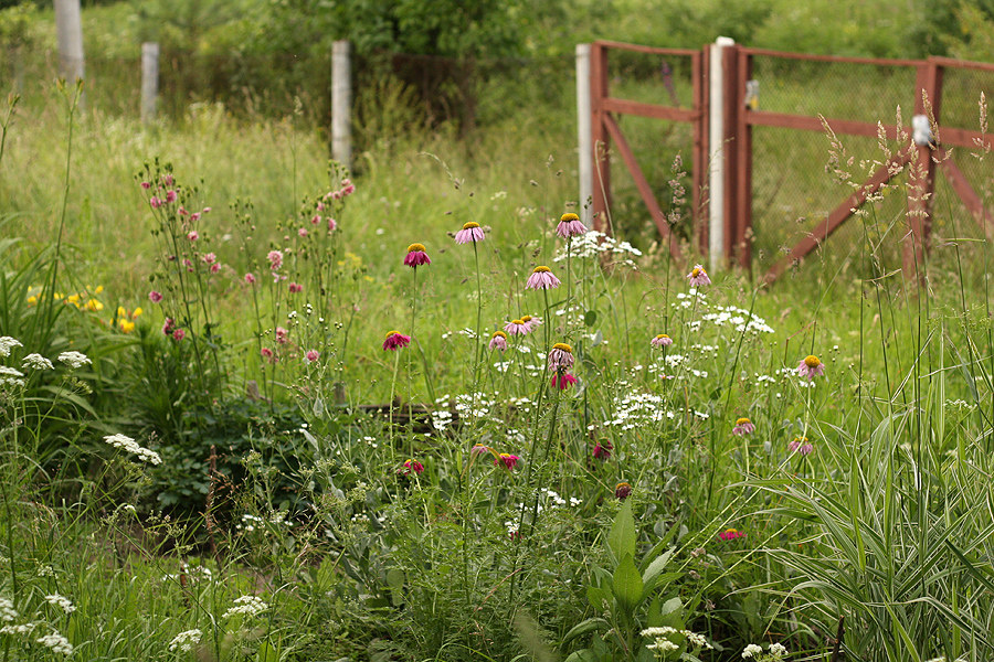 Фото жизнь (light) - Антонина Морозова - Природа - Летнее настроение