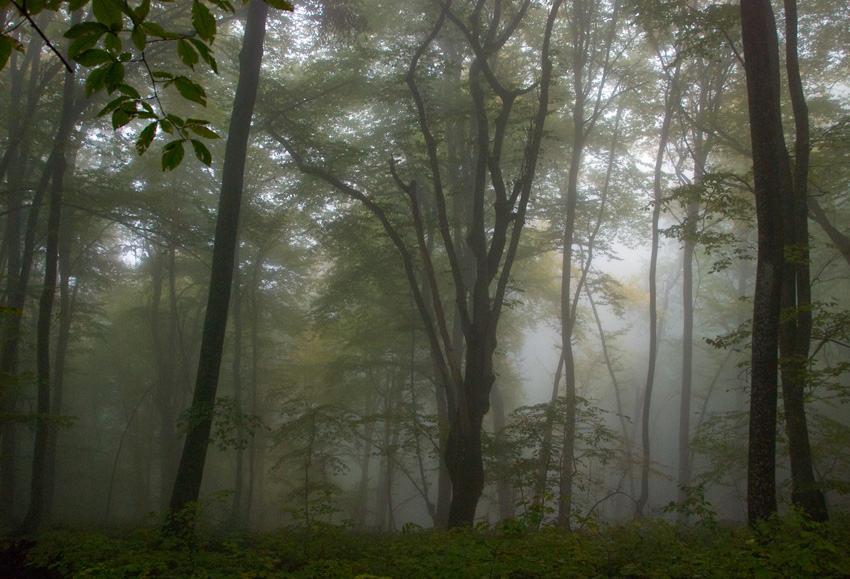 Фото жизнь (light) - Журтов Хасан - корневой каталог - Утро в буковом лесу