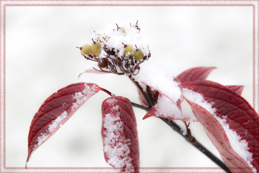 Фото жизнь (light) - Антропова Елизавета - Природа - Первый снег