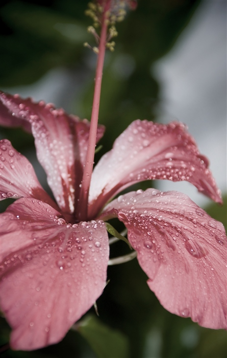 большой дождь на маленьком балконе