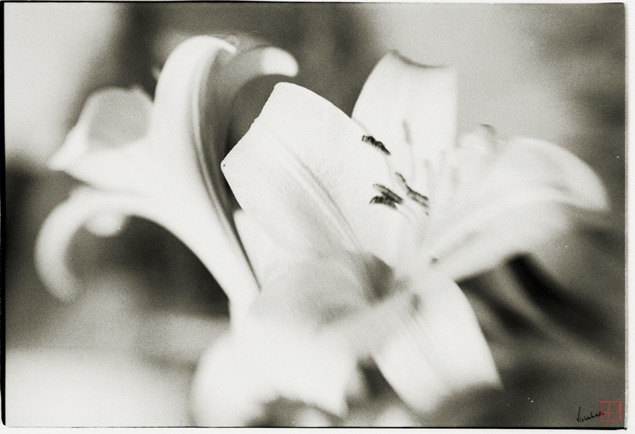 Фото жизнь (light) - Visionere - корневой каталог - Unknown flowers