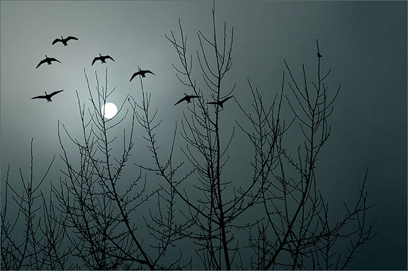 Фото жизнь (light) - meSSer - корневой каталог - Утешение надежд