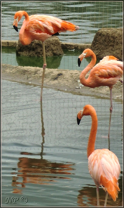 Красное и черное