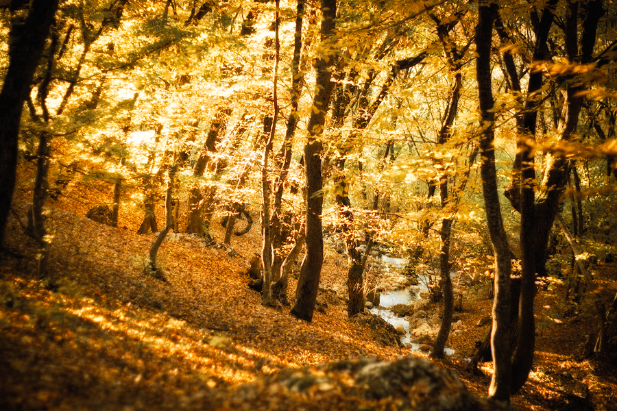 Фото жизнь (light) - Denidz - корневой каталог - осенний лес