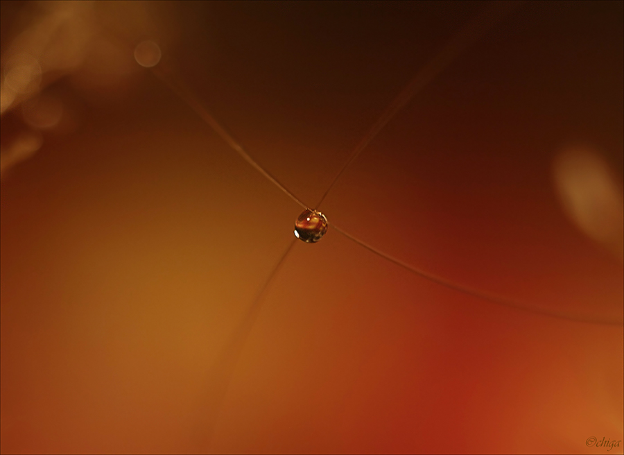 Фото жизнь (light) - kranichlein - Капельный мир - Одиночество в Сети